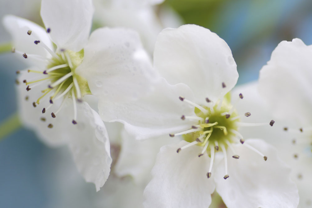 民間救急サービス桃梨株式会社